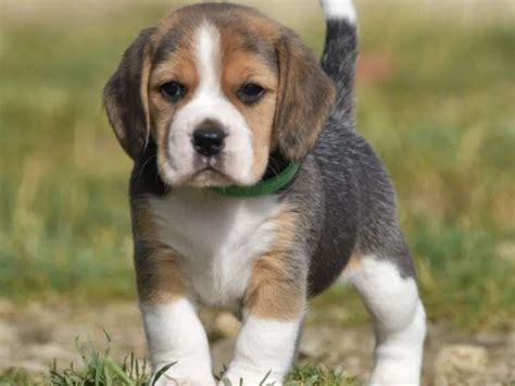 7 chiots Beagle tricolores à réserver mâles LOF doctobre 2021