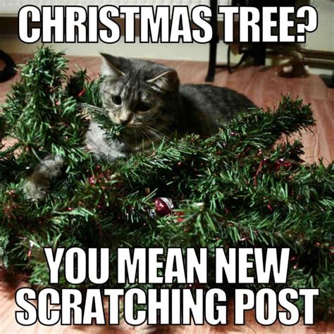 20+ Christmas Cat Memes To Spread Holiday Cheer - Digital Mom Blog