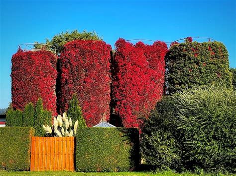 hedging plant ideas      home