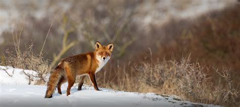 обои : лиса, природа 1920x859 - aggiejetjock - 1962499 - красивые ...