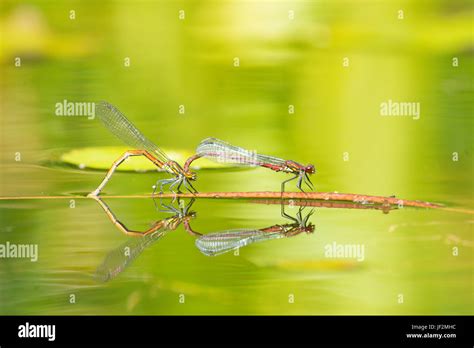 Large Red Damselflies Pyrrhosoma Nymphula Pair Mating And Laying Eggs