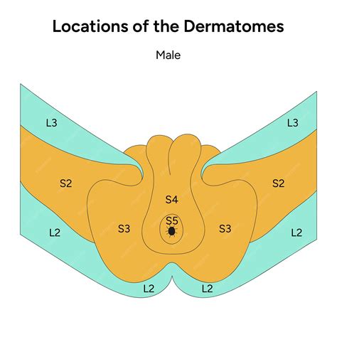 Premium Vector Locations Of The Dermatomes Male