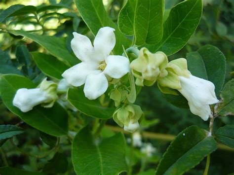 Miraguano Araujia Sericifera