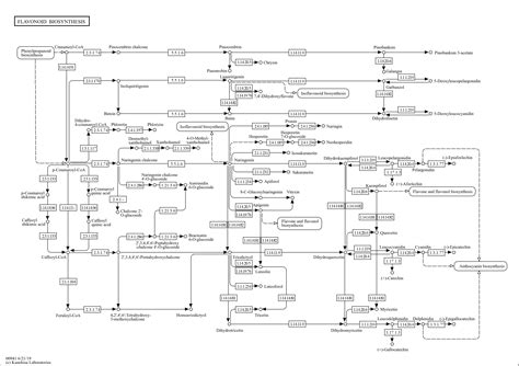 Kegg Pathway Flavonoid Biosynthesis Reference Pathway