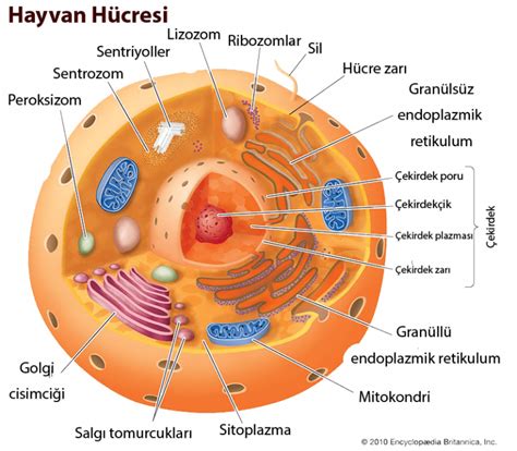 Mikrocisimcik Peroksizom Nedir Ogreniyo