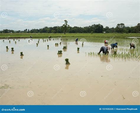 Rice Farming Season In Thailand Editorial Image Image Of Cultivation