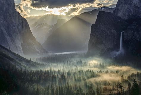 Online Crop Green Leafed Tree Lot Usa Yosemite National Park