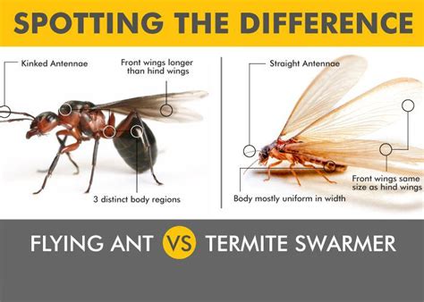 Termite Size Comparison