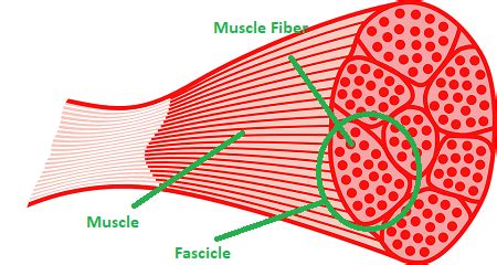 Skeletal Muscle Fiber | Definition, Types & Characteristics - Lesson ...