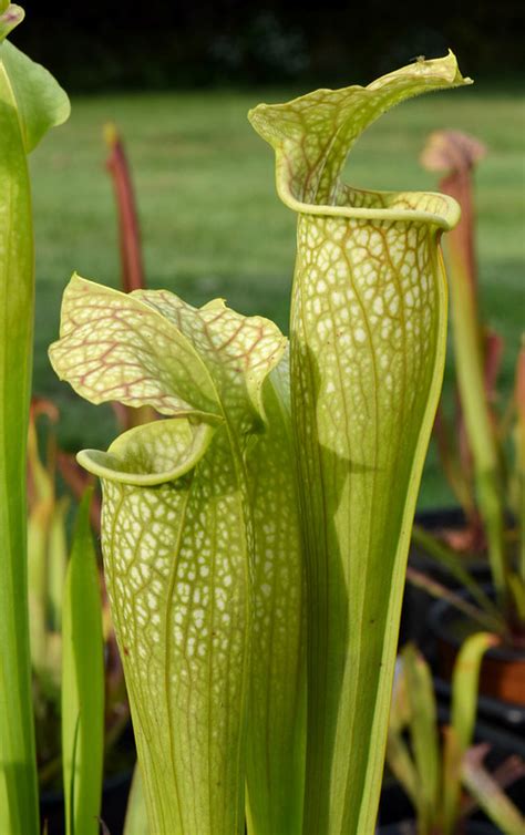 S Oreophila Green X Leucophylla White The Sarracenia Forum