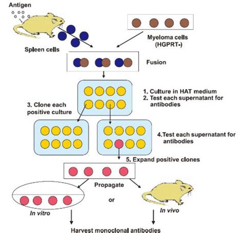 , Production of MONOCLONAL ANTIBODIES by using hybridoma technology ...