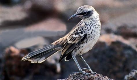 Galapagos Hawk - Facts, Information & Habitat