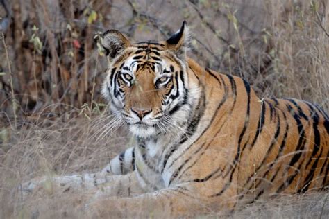 Female Royal Bengal Tiger Panthera Tigris At Bandhavgarh National Park