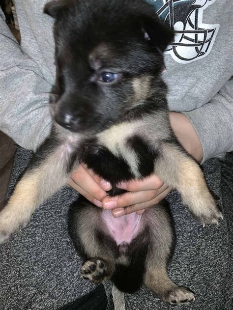 German shepherd mixed with husky puppies | Husky puppy, German shepherd ...