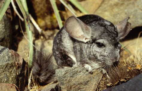 Long-tailed Chinchilla - Global Wildlife Conservation