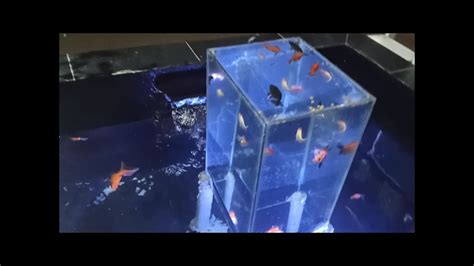 Aquarium Terbalik Diatas Kolam Ikan YouTube