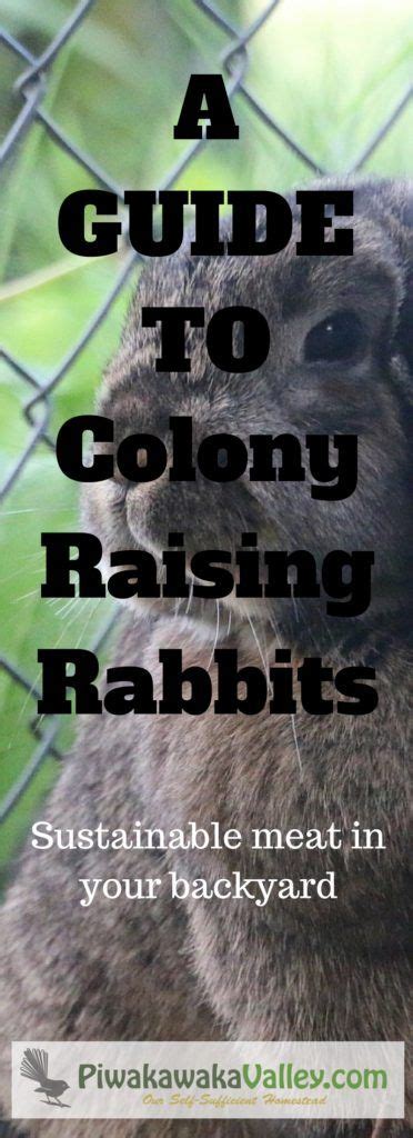 Plan The BEST Rabbit Colony Setup Housing Meat Rabbits In A Colony