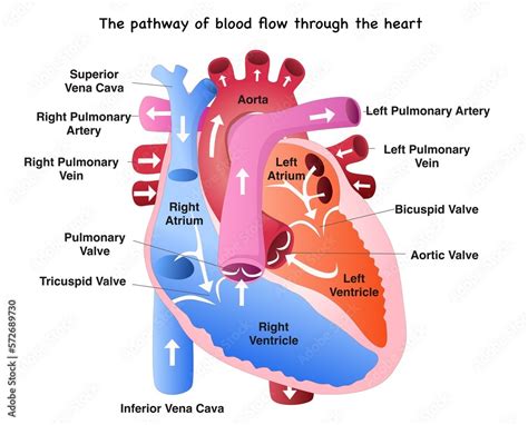 The pathway of blood flow through the heart illustration Stock Illustration | Adobe Stock