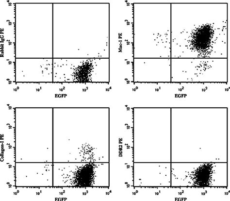 Flow Cytometry Of Bone Marrow Bm Mononuclear Cells Mncs Cultured