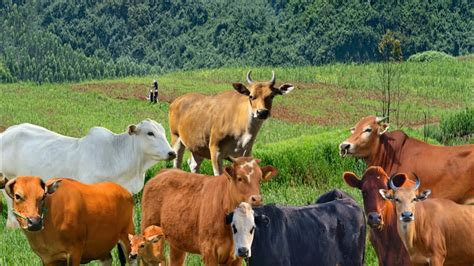 Sapi Lembu Ternak Berkeliaran Di Ladang Rumput Yang Hijau Gembala