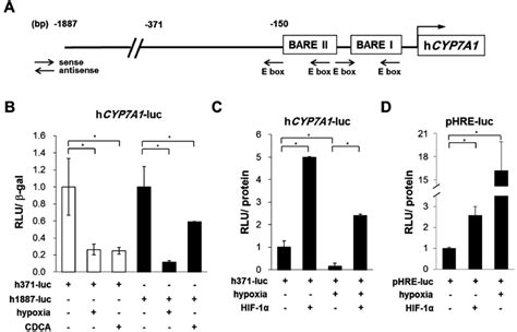 Human Cyp7a1 Promoter A A Schematic Diagram Of The Human Cyp7a1