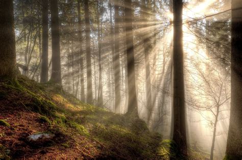 Wallpaper Sunlight Trees Forest Nature Morning Mist Misty