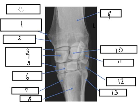 Radiology Ii Equine Carpus Flashcards Quizlet