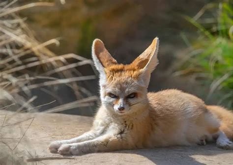 Fennec Fox Facts - AnimalBehaviorCorner