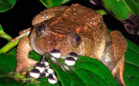 Scientists Discover 12 New Frog Species In India Fox News