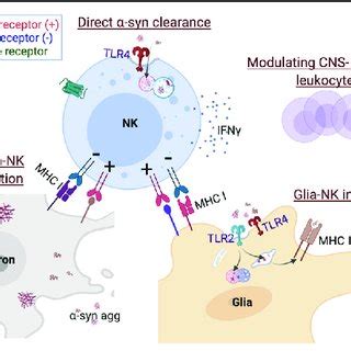 Human And Mouse Nk Cell Receptors Nk Cell Function Is Mediated By The