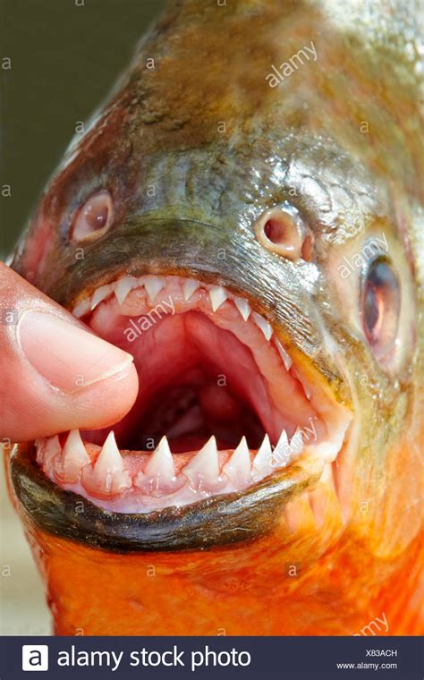 Piranha Teeth High Resolution Stock Photography and Images - Alamy