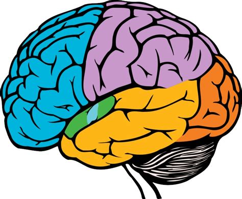 Brain Png Transparent Image Download Size 800x660px