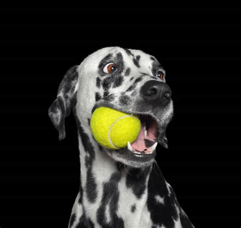 Dog With Ball In Mouth Stock Photos, Pictures & Royalty-Free Images ...