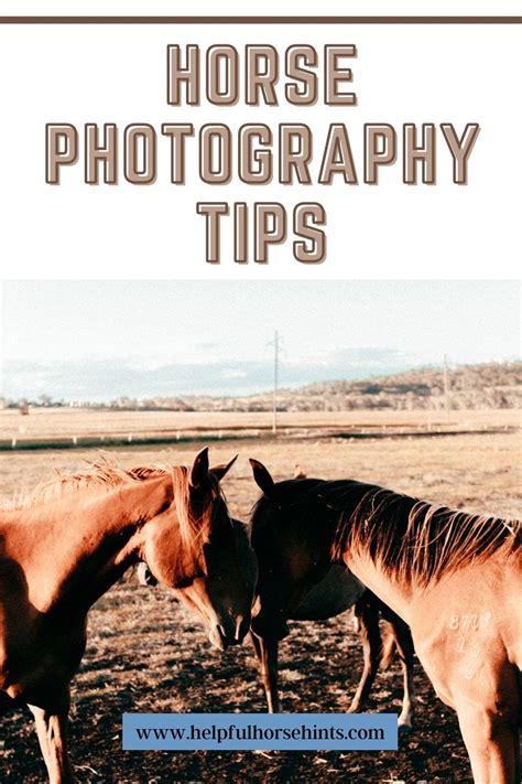 Horse Photography Tips - Helpful Horse Hints