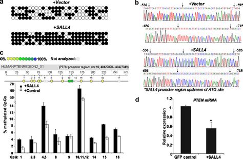 Forced Expression Of Sall4 Brings About Increased Dna Cytosine