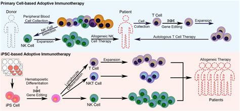 T Cell and NK Cell therapy in India | Treatment of late stage cancer - CancerFaxCancerFax