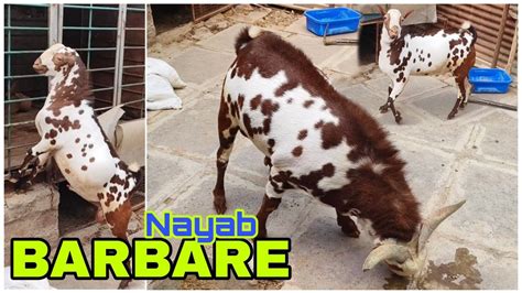 Extreme Quality Barbare Bakre Of Rs Barbari Goat Farm Aurangabad Youtube