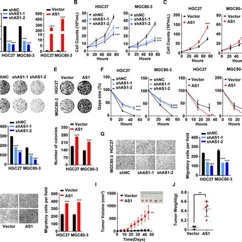 Lncrna Ash L As Promoted The Malignant Phenotypes Of Gc Cells In Vitro