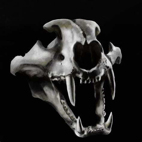 Animal skull study by Molly69929 on DeviantArt