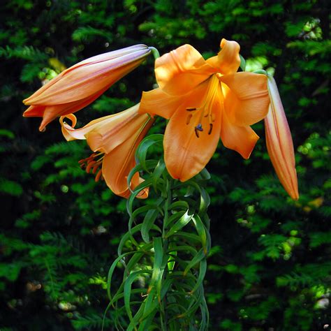 African Queen Trumpet Lily | Order Lily Bulbs online | Bulbs Direct NZ