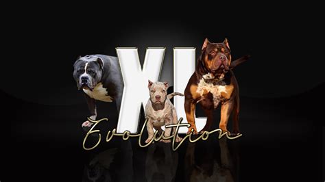 XL Bully Breeder Directory