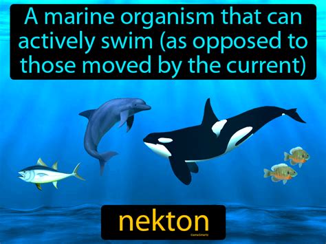 Nekton Definition & Image | GameSmartz