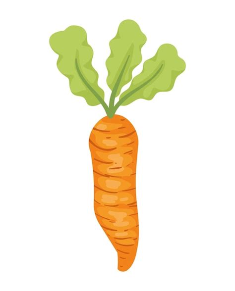 Free Vector Fresh Carrot Vegetable Healthy Food