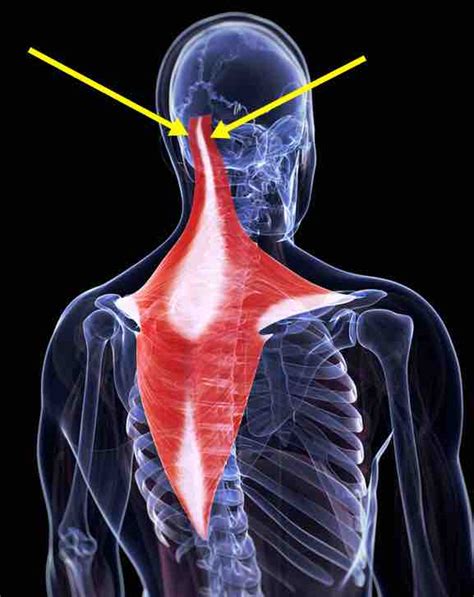 コンプリート！ back head pain 137925-Back head pain symptoms - Saesipapictur2