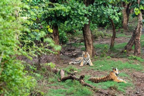 Sariska Tiger Reserve Alwar National Park In Rajashtan