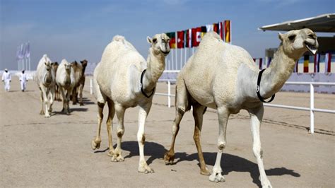 Qatar Non Solo Mondiali In Corso La Coppa Del Mondo Di Bellezza