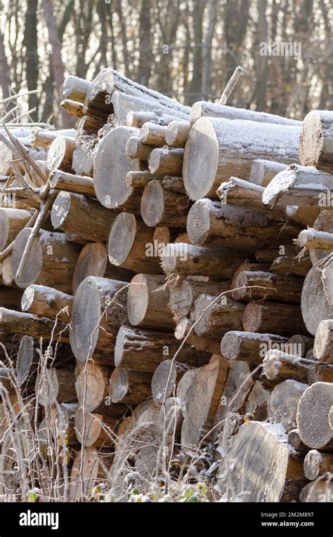 Pile Of Snow Covered Felled Tree Trunks At A Logging Site In The Rural