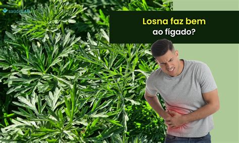 Chá De Losna E Bom Para O Fígado - Losna é bom para o fígado? Entenda como a erva pode ser aproveitada