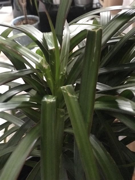 Help Wilting Dracaena Rplantclinic