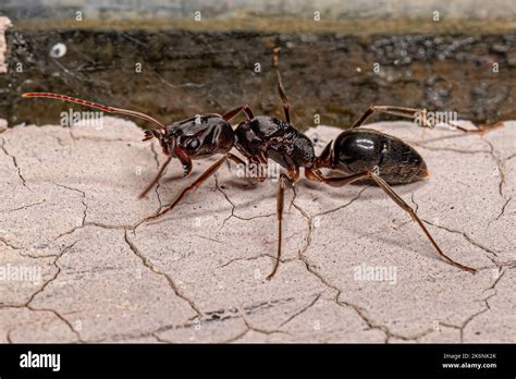 Adult Female Trap Jaw Queen Ant Of The Genus Odontomachus Stock Photo